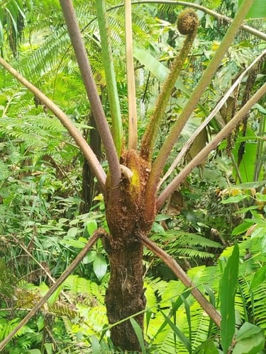 Sphaeropteris glauca — photo