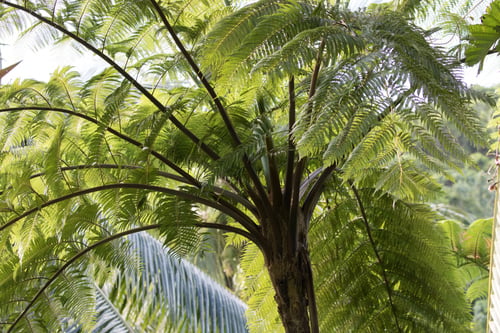 Sphaeropteris lunulata