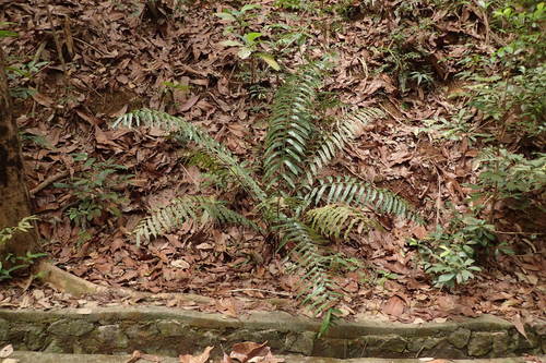 Sphaeropteris moluccana (Black marsh fern) — photo