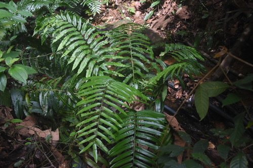 Sphaeropteris moluccana
