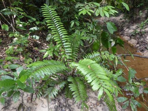 Sphaeropteris moluccana (Black marsh fern) — photo