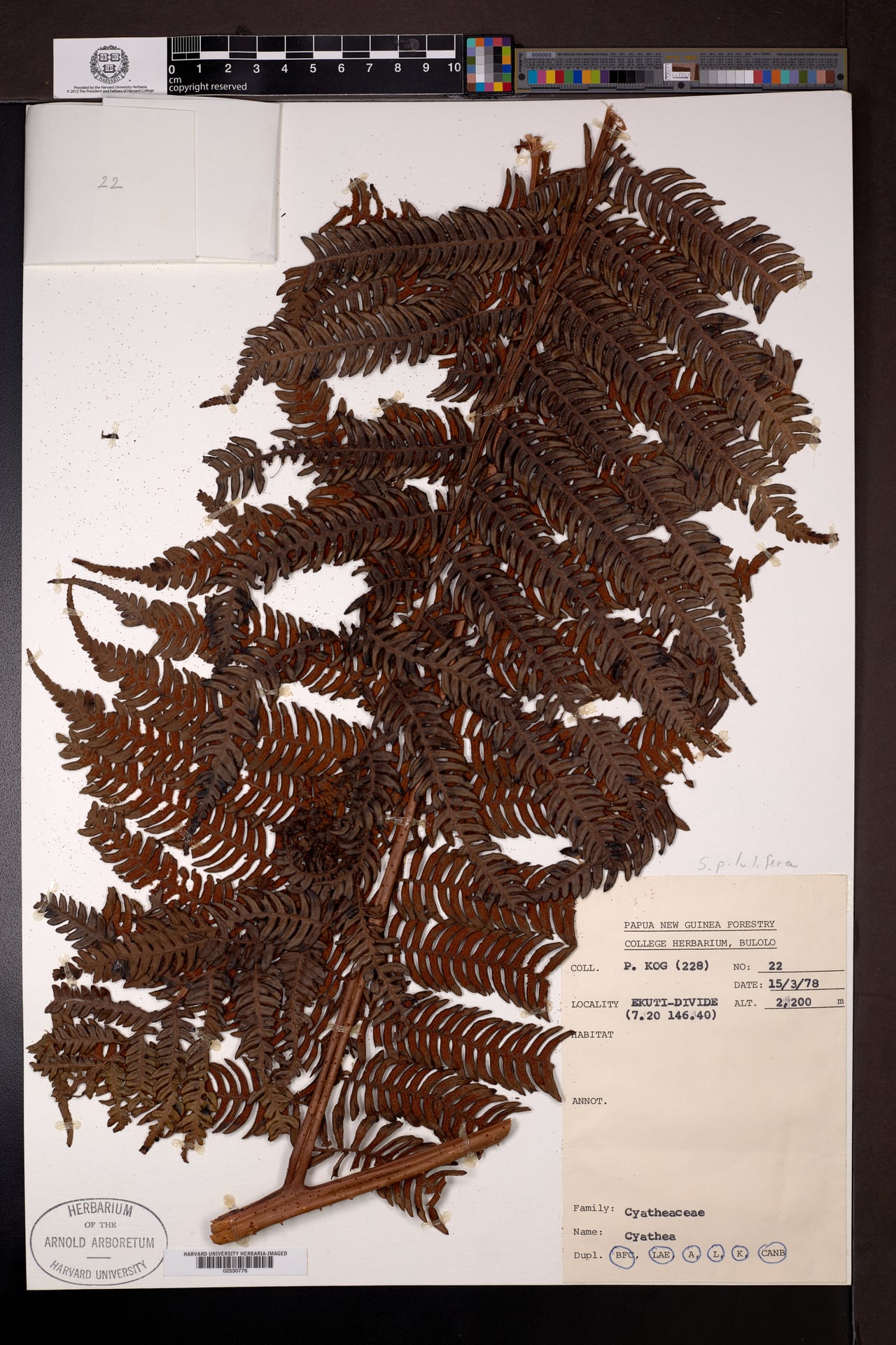 Sphaeropteris pilulifera