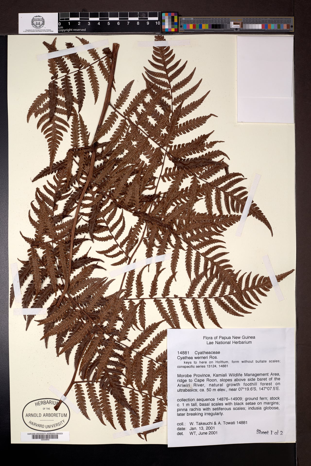 Sphaeropteris werneri