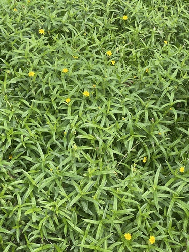 Sphagneticola calendulacea (Chinese wedelia) — photo