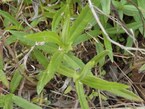 Sphagneticola calendulacea (Chinese wedelia) — photo