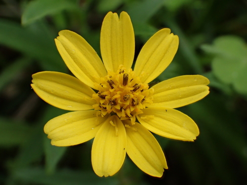 Sphagneticola calendulacea