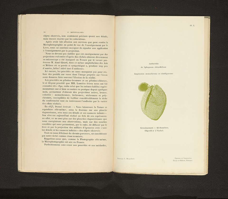 Sphagnum obtusifolium (Bog moss) — photo