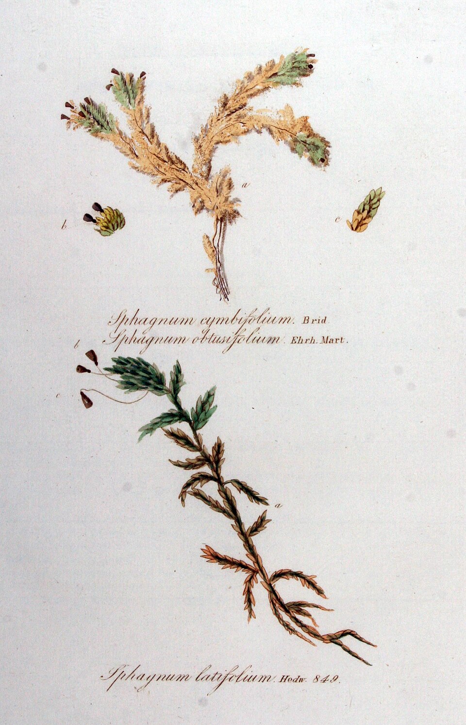 Sphagnum obtusifolium