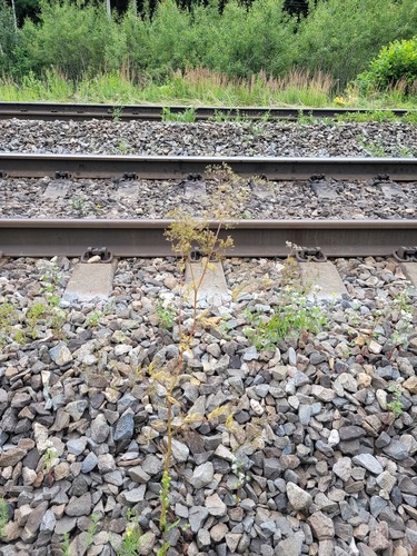 Sphallerocarpus gracilis — photo