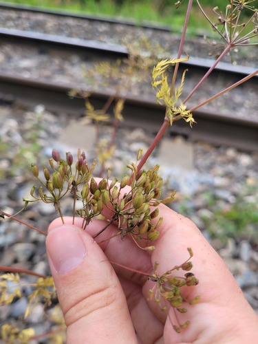 Sphallerocarpus gracilis — photo