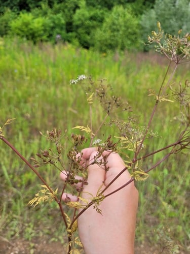 Sphallerocarpus gracilis