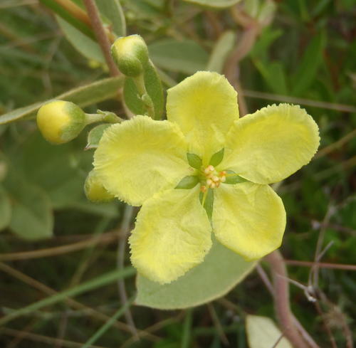 Sphedamnocarpus pruriens — photo