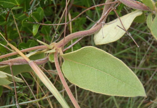 Sphedamnocarpus pruriens — photo