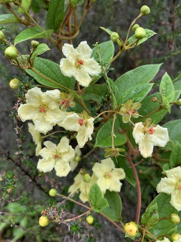 Sphedamnocarpus pruriens