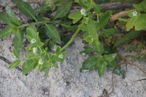 Sphenoclea zeylanica (Gooseweed) — photo