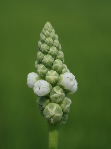 Sphenocleaceae