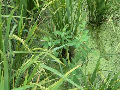 Sphenoclea zeylanica (Gooseweed) — photo