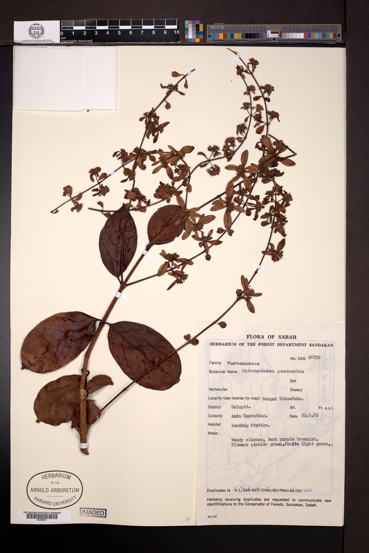 Sphenodesme pentandra — photo