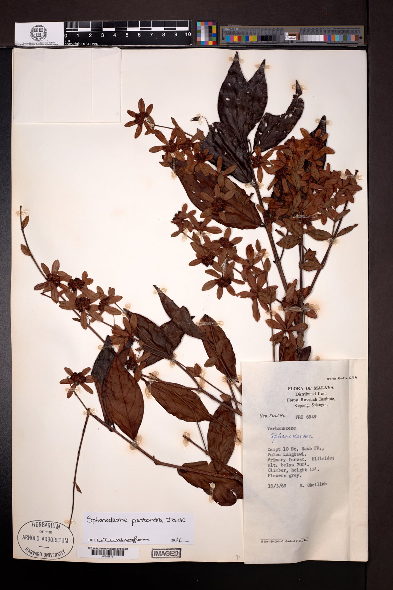 Sphenodesme pentandra — photo