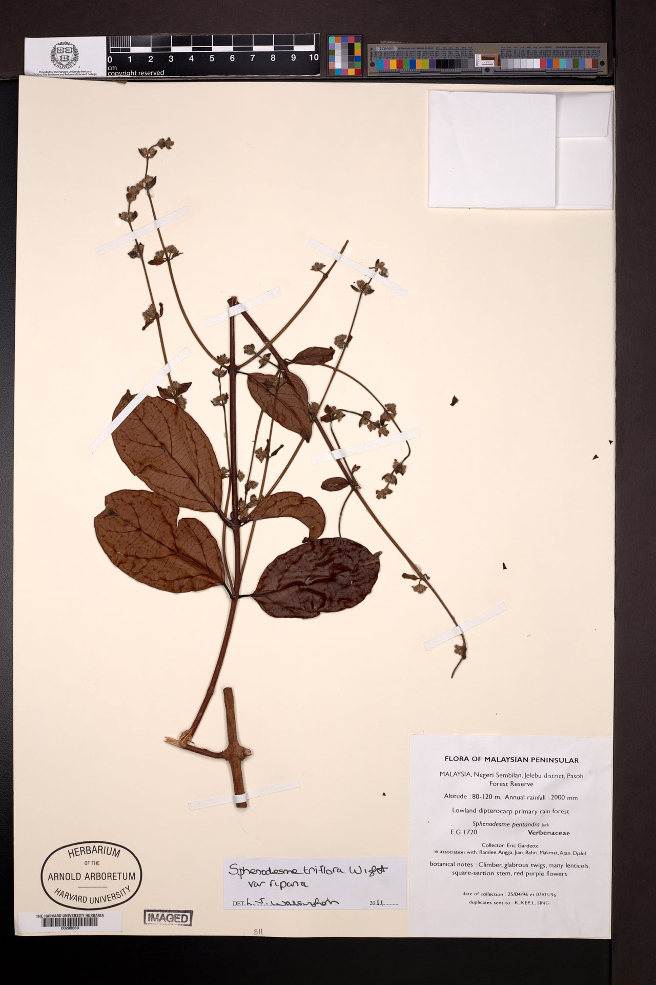 Sphenodesme pentandra