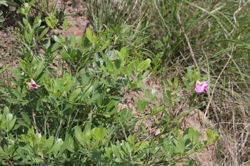 Sphenostylis marginata subsp. erecta (Yellow pea) — photo