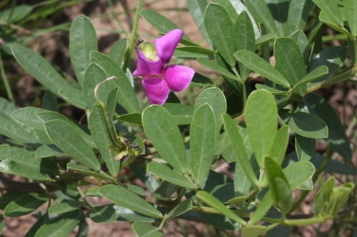Sphenostylis marginata subsp. erecta (Yellow pea) — photo
