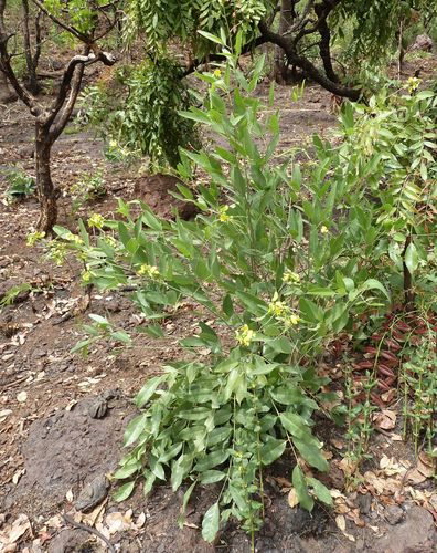 Sphenostylis schweinfurthii (Yam bean) — photo