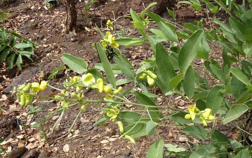 Sphenostylis schweinfurthii (Yam bean) — photo