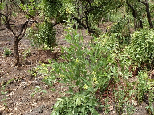 Sphenostylis schweinfurthii