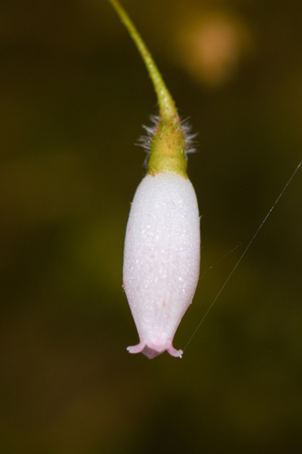 Sphyrospermum buxifolium — photo