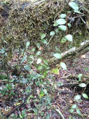 Sphyrospermum cordifolium (Salapa) — photo