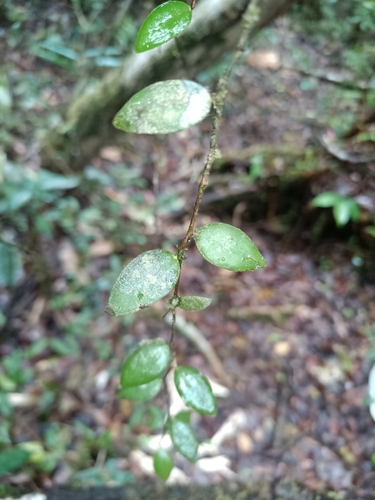Sphyrospermum cordifolium (Salapa) — photo