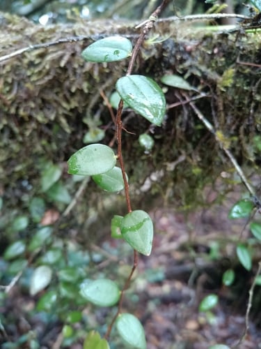 Sphyrospermum cordifolium