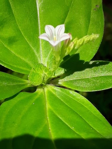 Spigelia anthelmia (Pink root) — photo