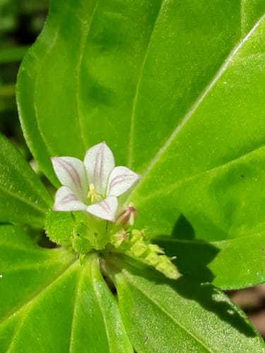 Spigelia anthelmia (Pink root) — photo