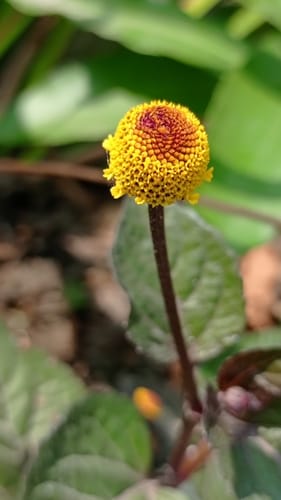 Spilanthes acmella (Paracress) — photo