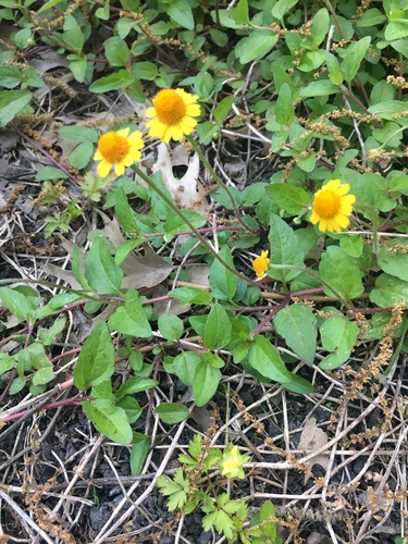 Spilanthes americana — photo