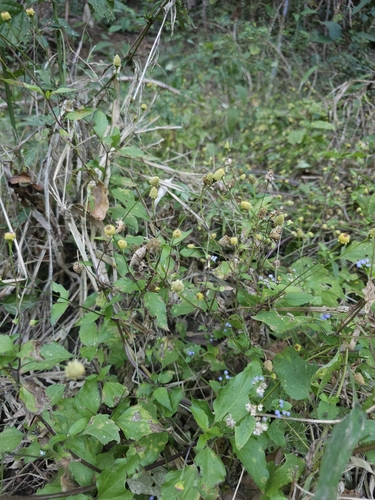 Spilanthes americana — photo