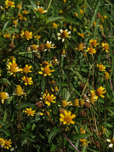 Spilanthes americana