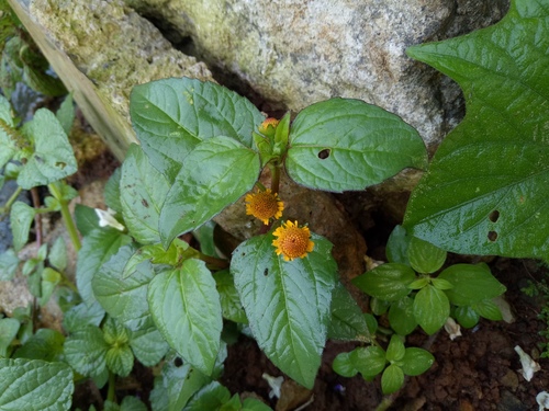 Spilanthes paniculata (Spot flower) — photo