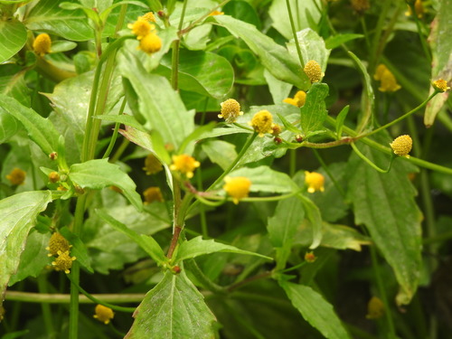 Spilanthes paniculata (Spot flower) — photo