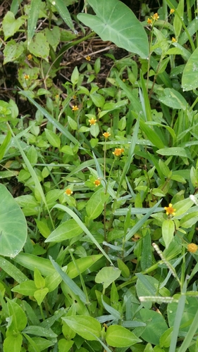 Spilanthes paniculata
