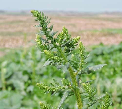 Spinacia oleracea (Spinach) — photo