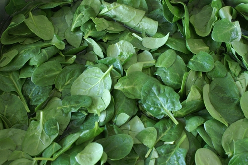 Spinacia oleracea (Spinach) — photo