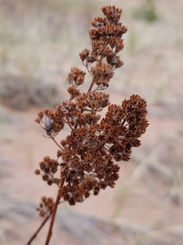 Spiraea alba (White meadowsweet) — photo