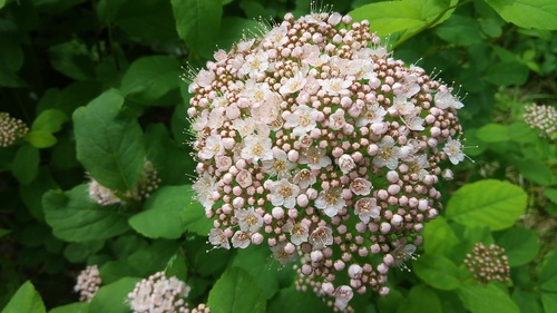 Spiraea betulifolia (White spirea) — photo