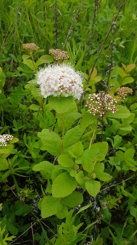 Spiraea betulifolia (White spirea) — photo