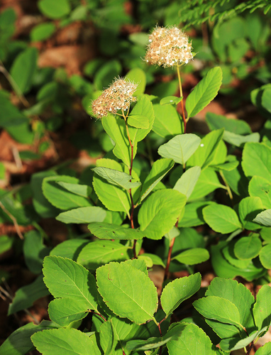 Spiraea betulifolia