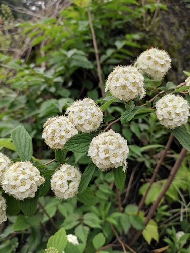 Spiraea chinensis (Tsui-lan-cha) — photo