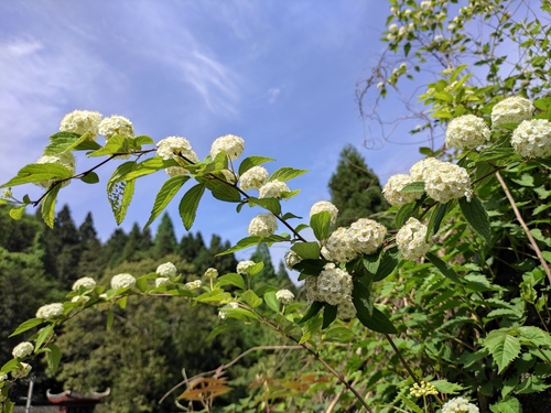 Spiraea chinensis (Tsui-lan-cha) — photo